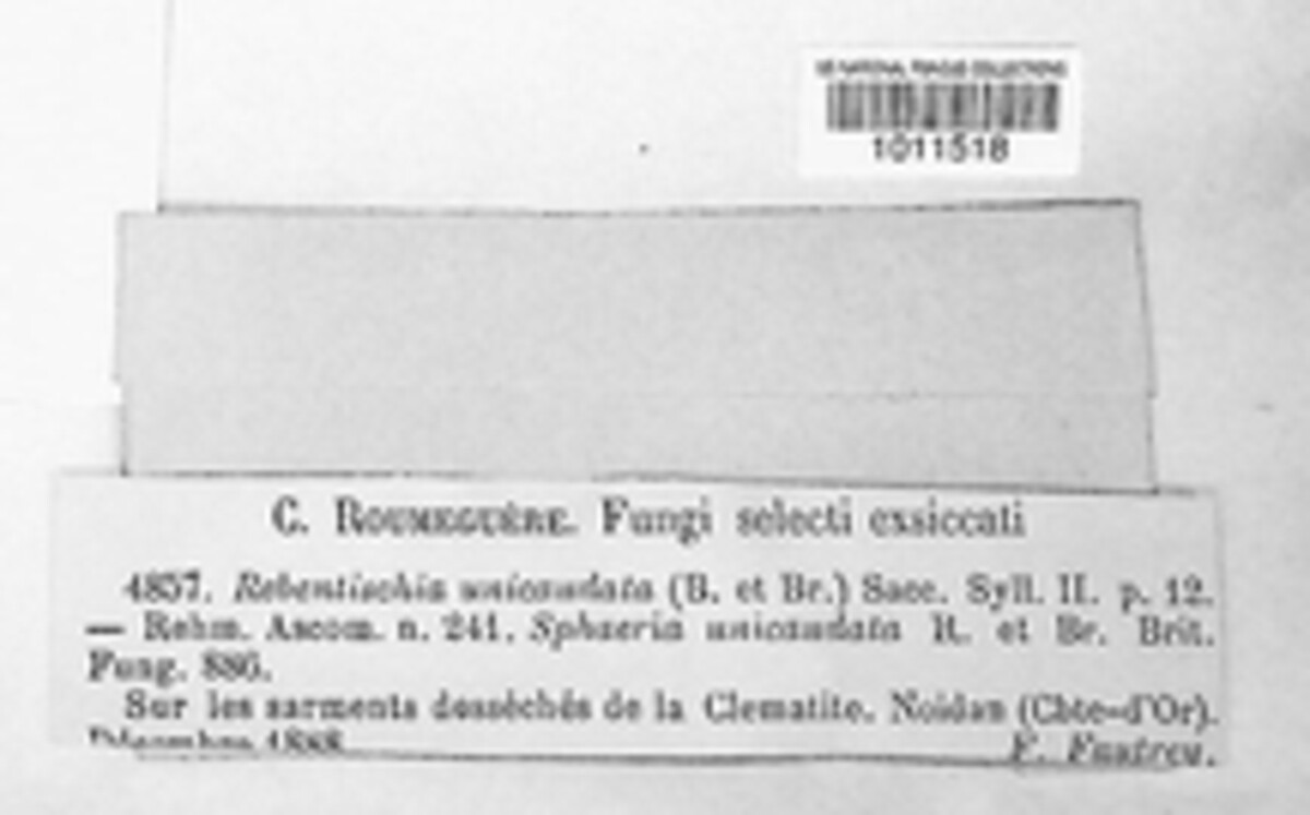 Rebentischia image